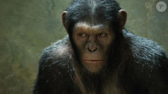 Andy Serkis dans La Planètes des singes : Les origines de Rupert Wyatt.