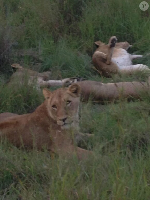 Lady GaGa publie les photos de son safari sur son compte Twitter, le 30 novembre 2012, depuis l'Afrique du Sud.