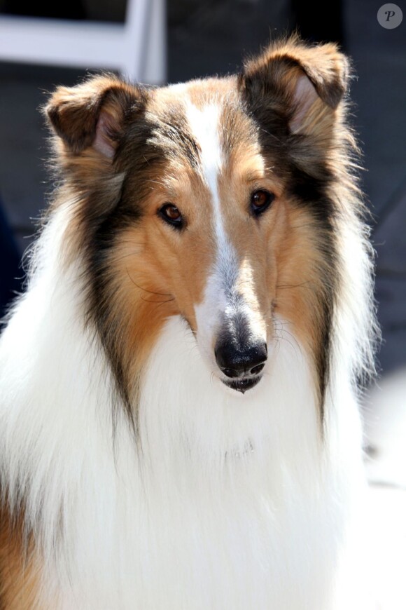 Lassie en juin 2012 à Los Angeles