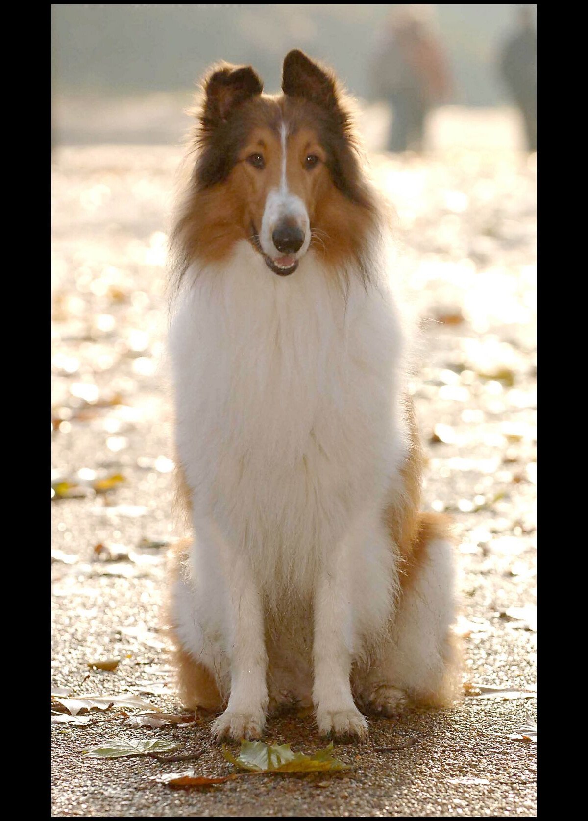 Vidéo : Lassie en 2005 à Londres - Purepeople