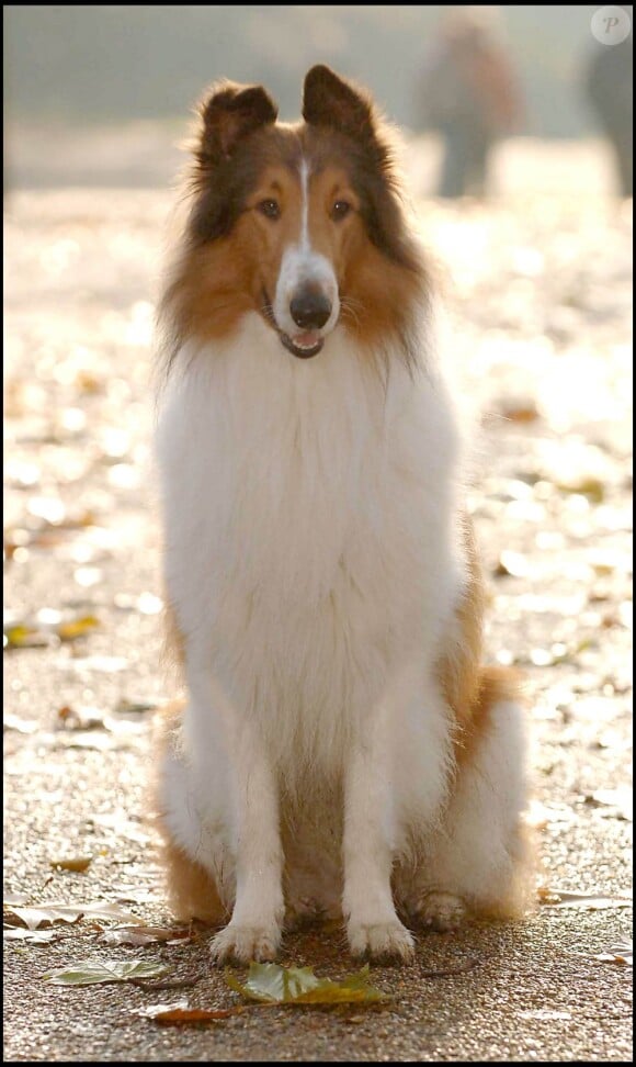 Lassie en 2005 à Londres