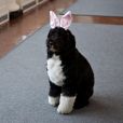 Bo, le chien de la famille Obama, avec ses oreilles de lapin pour les fêtes de Pâques à la Maison Blanche, le 1er avril 2013.