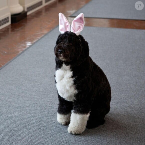 Bo, le chien de la famille Obama, avec ses oreilles de lapin pour les fêtes de Pâques à la Maison Blanche, le 1er avril 2013.