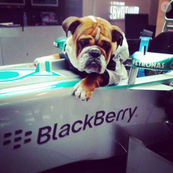 Roscoe, le chien de Lewis Hamilton, dans le baquet de la F1 de son maître