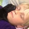 Un chiot endormi sur le prince Sverre Magnus... endormi. Milly Kakao, le labradoodle de la famille du prince Haakon de Norvège, a eu 9 chiots le 15 juin 2013 et dispose désormais de sa propre page sur le site de la monarchie norvégienne.