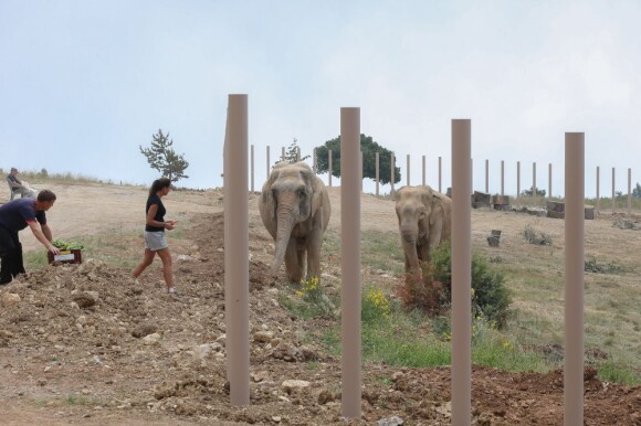 La princesse Stéphanie de Monaco a veillé à l'installation des éléphantes Baby et Népal dans leur nouvel enclos à Roc Agel, propriété des Grimaldi sur les hauteurs de Monaco et la commune de Peille, le 12 juillet 2013