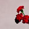 Love in the Future, le quatrième album de John Legend, disponible depuis le 3 septembre 2013.