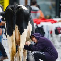 Lena Dunham, fermière déjantée : Elle trait une vache en plein New York !