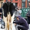 Lena Dunham trait une vache pour l'émission "Billy on the Street" dans les rues de New York, le 9 octobre 2013.
