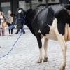 Lena Dunham trait une vache pour l'émission "Billy on the Street" dans les rues de New York, le 9 octobre 2013.