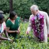 Le prince Charles lors de sa visite de la célèbre plantation Mackwoods Labookellie Tea Estate, le 16 novembre 2013