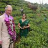 Le prince Charles lors de sa visite de la célèbre plantation Mackwoods Labookellie Tea Estate, le 16 novembre 2013