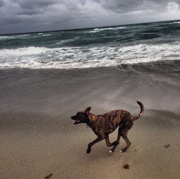 Leo, le chien de Lindsey Vonn en janvier 2014.