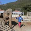 Exclusif - Toilette et manucure de Baby et Népal, les deux éléphantes recueillies au domaine de Fonbonne par la princesse Stéphanie de Monaco, le 20 février 2014.
