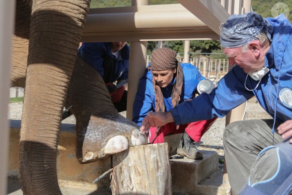 Exclusif - Toilette et manucure de Baby et Népal, les deux éléphantes recueillies au domaine de Fonbonne par la princesse Stéphanie de Monaco aux petits soins, le 20 février 2014.