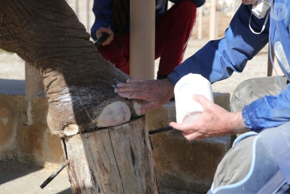 Exclusif - Toilette, manucure et hydratation de Baby et Népal, les deux éléphantes recueillies au domaine de Fonbonne par la princesse Stéphanie de Monaco, le 20 février 2014.