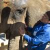 Exclusif - Baby et Népal, les deux éléphantes recueillies au domaine de Fonbonne, sont soignées par la princesse Stéphanie de Monaco, le 20 février 2014.