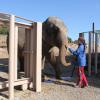 Exclusif - Baby et Népal, les deux éléphantes recueillies au domaine de Fonbonne, sont soignées par la princesse Stéphanie de Monaco, le 20 février 2014.