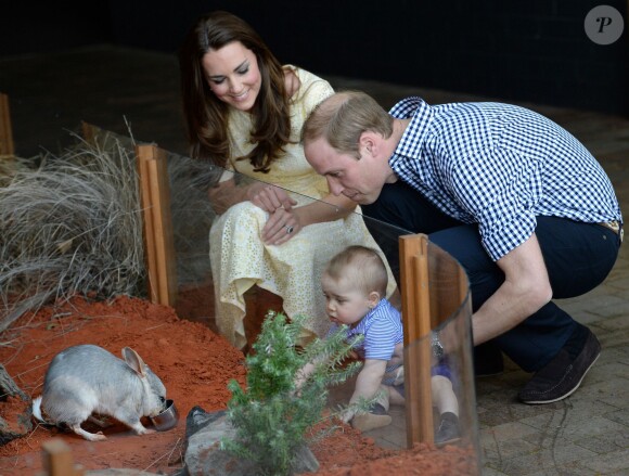 Le prince George de Cambridge l'air désabusé devant le repas d'un bilby au zoo de Taronga, le 21 avril 2014 à Sydney. Le fils du prince William et de Kate Middleton a eu 1 an le 22 juillet 2014.