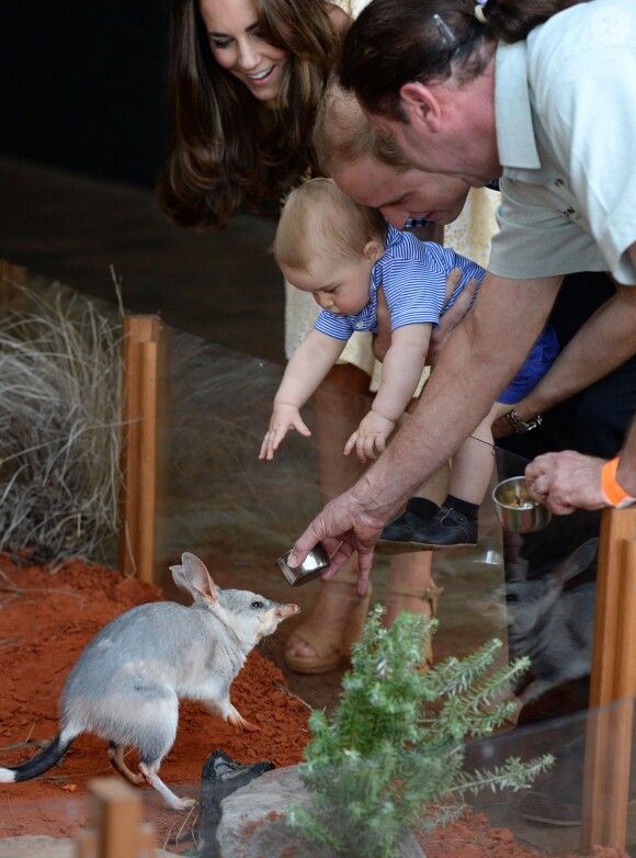 Le prince George de Cambridge veut attraper le gentil bilby du Zoo de Taronga, le 21 avril 2014 à Sydney. Le fils du prince William et de Kate Middleton a eu 1 an le 22 juillet 2014.