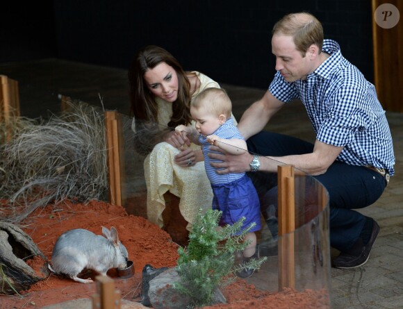 Le prince George de Cambridge sur la pointe des pieds, intrigué par ce bilby du Zoo de Taronga, le 21 avril 2014 à Sydney. Le fils du prince William et de Kate Middleton a eu 1 an le 22 juillet 2014.