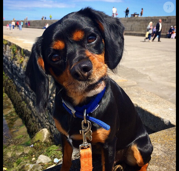 Vogue Williams a ajouté une photo de son chien Winston, sur Instagram - Juin 2015