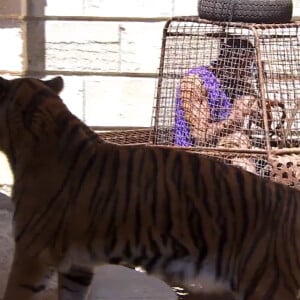 Tony Parker dans la cour des tigres, dans l'émission Fort Boyard diffusée le samedi 25 juillet 2015.