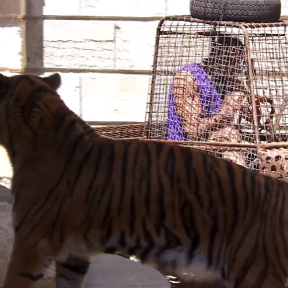 Tony Parker dans la cour des tigres, dans l'émission Fort Boyard diffusée le samedi 25 juillet 2015.