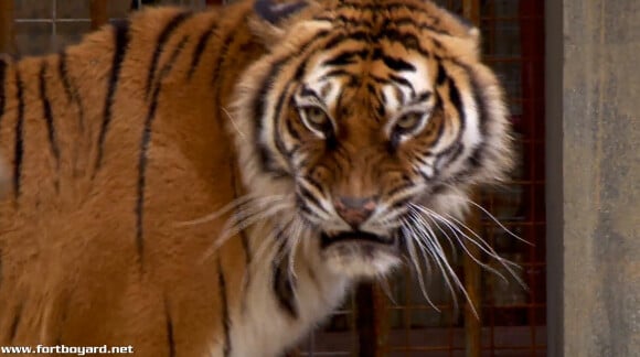 Un tigre dans Fort Boyard, diffusée le samedi 25 juillet 2015.