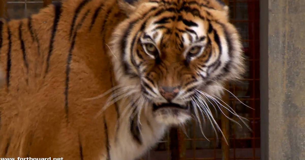 Un tigre dans Fort Boyard, diffusée le samedi 25 juillet 2015. Purepeople Un tigre dans Fort Boyard, diffusée le samedi 25 juillet 2015. Purepeople