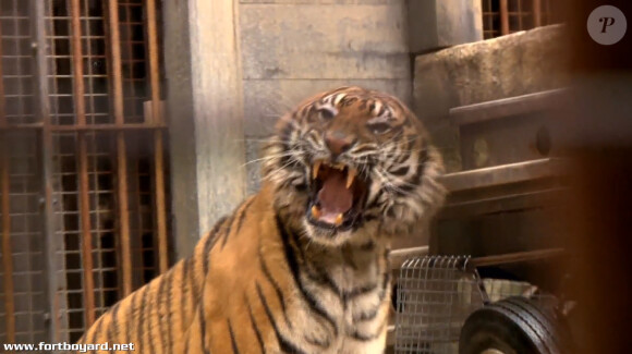 Un tigre dans l'émission Fort Boyard diffusée le samedi 25 juillet 2015.