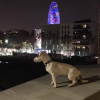Nabilla et Thomas ont passé le Nouvel An ensemble à Barcelone. Leur chien Pita était bien sûr avec eux ! Décembre 2015.