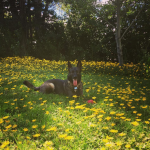 Shannen Doherty a publié une photo de sa chienne Bowie sur sa page Instagram.