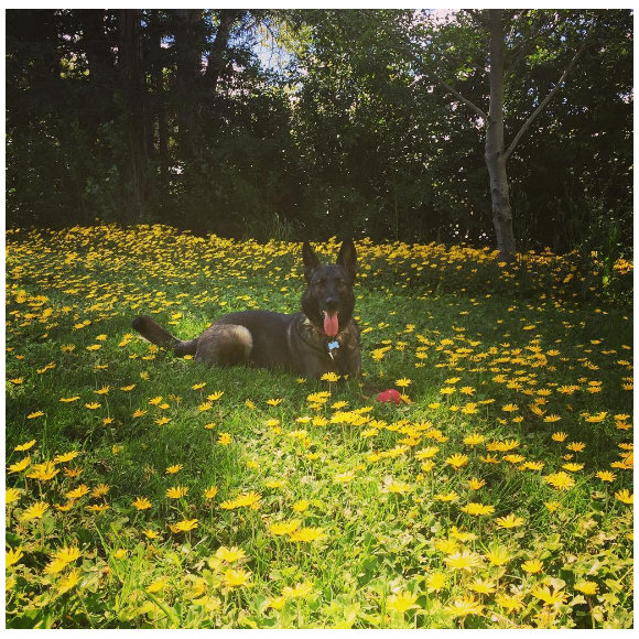 Shannen Doherty a publié une photo de sa chienne Bowie sur sa page Instagram.