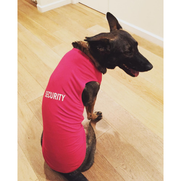 Shannen Doherty a publié une photo de sa chienne Bowie sur sa page Instagram.