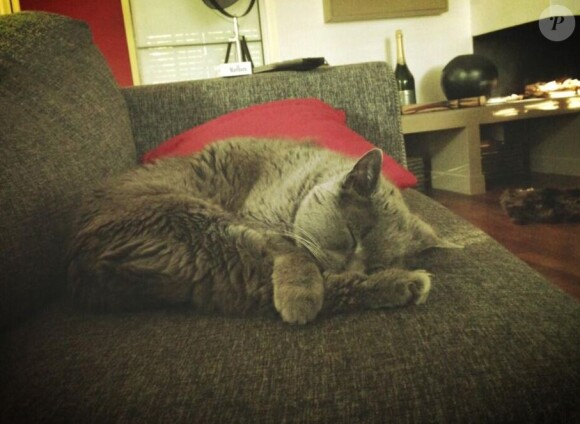 Poppers le chat de Christophe Beaugrand, photo Twitter le 29 juin 2013.