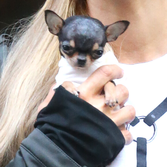 Paris Hilton se balade avec son nouveau petit chihuahua adopté pour la modique somme de 8000 dollars à New York! Le 11 octobre 2016