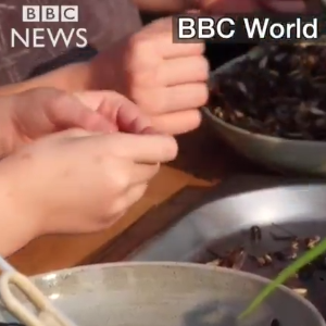 Angelina Jolie cuisinant des insectes au Cambodge avec ses enfants devant les caméras de la BBC (images diffusées le 20 février 2017).