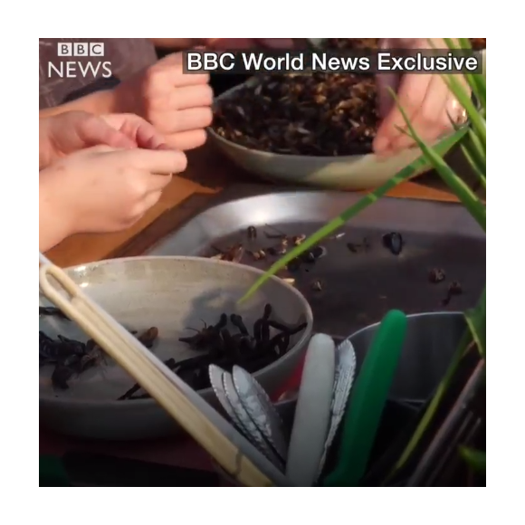 Angelina Jolie cuisinant des insectes au Cambodge avec ses enfants devant les caméras de la BBC (images diffusées le 20 février 2017).
