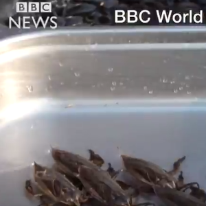 Angelina Jolie cuisinant des insectes au Cambodge avec ses enfants devant les caméras de la BBC (images diffusées le 20 février 2017).