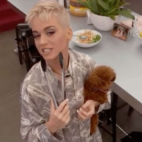 Katy Perry accusée de cruauté animale : Son chien Nugget dans la tourmente