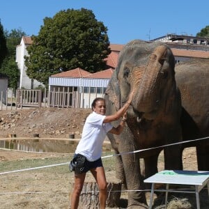 Exclusif - Les tests des éléphantes Baby et Nepal, appartenant au cirque Pinder, et accueillies par SAS la Princesse Stephanie de Monaco, sur le domaine de Fonbonne a Peille (Alpes Maritimes) sont encourageants. Elles ont été testées sérologiquement conformément aux protocoles établis par les autorités sanitaires francaises. Ces tests se sont avérés négatifs, ce qui est un résultat rassurant sur l'état sanitaire de Baby et Nepal vis à vis de la tuberculose. Au mois d'octobre prochain, d'autres tests seront pratiqués afin de valider ces premiers résultats.