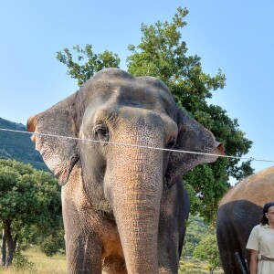 Exclusif - La Princesse Stéphanie de Monaco a ouvert les portes du domaine de Fontbonne au sommet du Mont Agel, dans les Alpes en France, le 12 juillet 2016, où elle a installé les deux éléphants, Baby et Népal. L'occasion de fêter le troisième anniversaire de leur nouvelle vie. Au programme jeu d'eau entre la princesse, Baby et Népal et balade. Le 12 juillet 2013, Baby et Népal, deux éléphants condamnées, étaient recueillies par la princesse Stéphanie après une bataille administrative de plusieurs semaines. © Michael Alesi/Bestimage