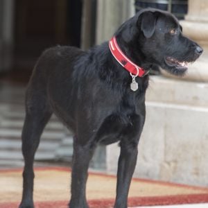 Le couple présidentiel a adopté le chien Nemo, ici sur le perron du palais de l'Elysée le 28 août 2017. © Pierre Perusseau / Bestimage