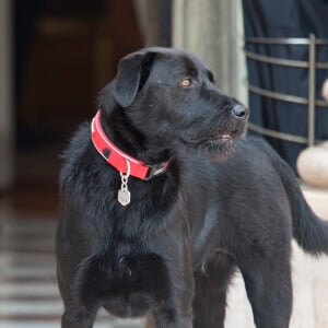 Le couple présidentiel a adopté le chien Nemo, ici sur le perron du palais de l'Elysée le 28 août 2017. © Pierre Perusseau / Bestimage