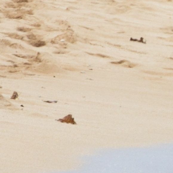 Exclusif - Sean Penn et sa compagne Leila George en vacances à Honolulu à Hawaï. Le 13 aout 2018.