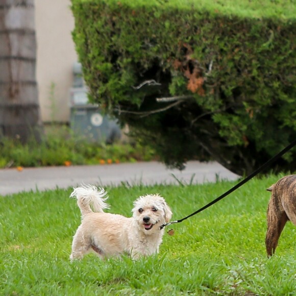 Exclusif - Doria Ragland (mère de M.Markle, duchesse de Sussex) promène ses deux chiens dans son quartier à Los Angeles, Californie, Etats-Unis, le 21 août 2018.