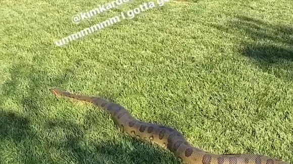 Kris Jenner a filmé un serpent dans le jardin de sa fille, Kim Kardashian. Novembre 2019.
