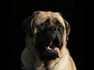 Onze chiens stars du cinéma meurent dans un incendie