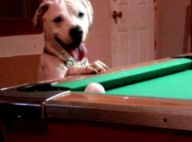 Ce chien joue vraiment au billard ! Regardez la vidéo... c'est un champion !